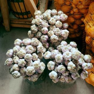 Včera nás poctil svou návštěvou Aleš Horák z Vysočiny. Dovezl nám česnek, mrkev rainbow, zelí, cibuli a jiné. Tak se naše...