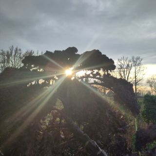 Adventní světlo na kadeřávku ☀️☀️☀️ Děkujeme za všechny prosincové objednávky.🥰