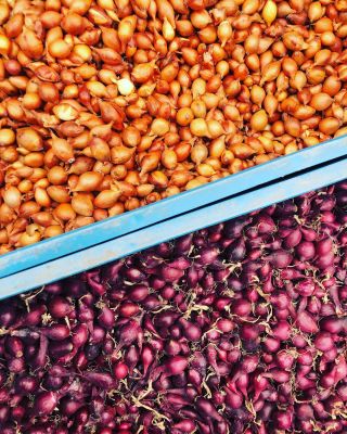 Na eshopu máme naskladněnou biosazečku cibulku Santero.🧅🧅🧅 Pokud tedy ještě nemáte vysázeno, pusťte se do toho! zakoupit...